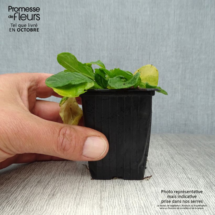 Exemplaar van Ajuga reptans Alba - Kruipend zenegroen Kweekpotje van 7/8 cm zoals geleverd in de herfst