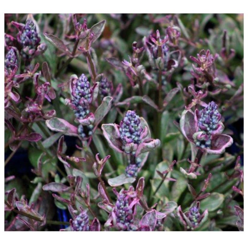 Ajuga reptans Dixie Chip - Kruipend zenegroen (Bloei)