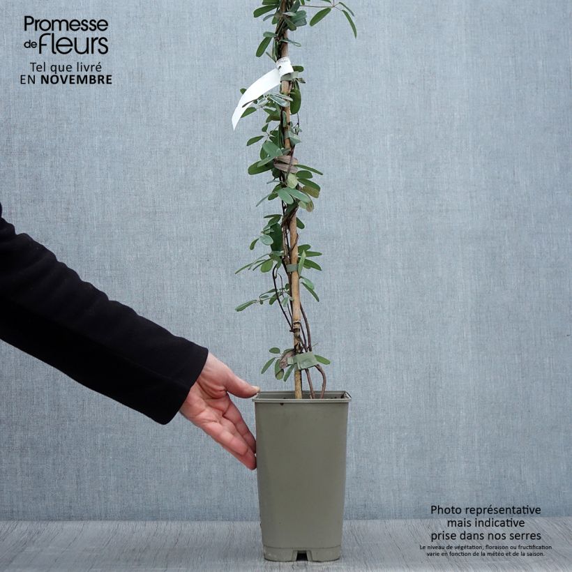 Exemplaar van Akebia longeracemosa - Schijnaugurk Pot van 2 l/3 l zoals geleverd in de herfst