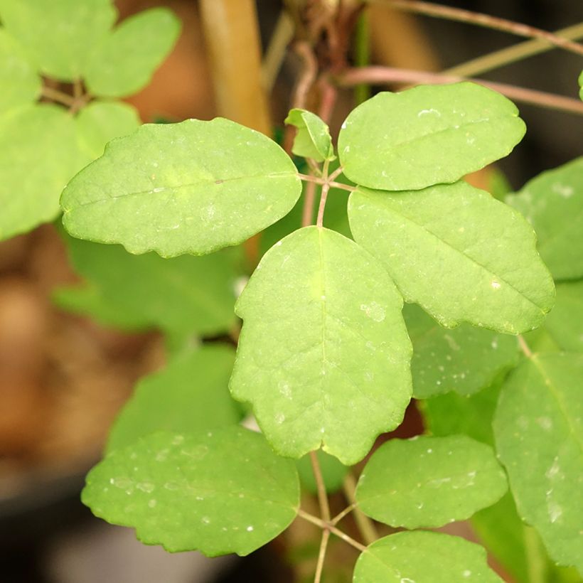 Akebia x pentaphylla - Schijnaugurk (Blad)