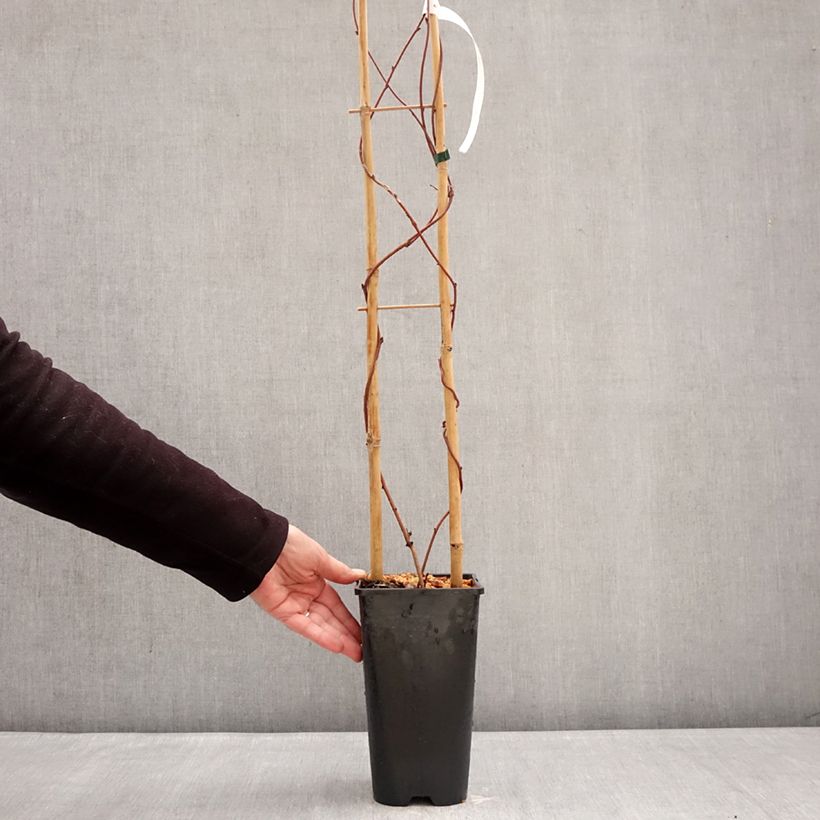 Example of Akebia quinata Alba - Schijnaugurk Pot van 3 l/4 l as you get in hiver