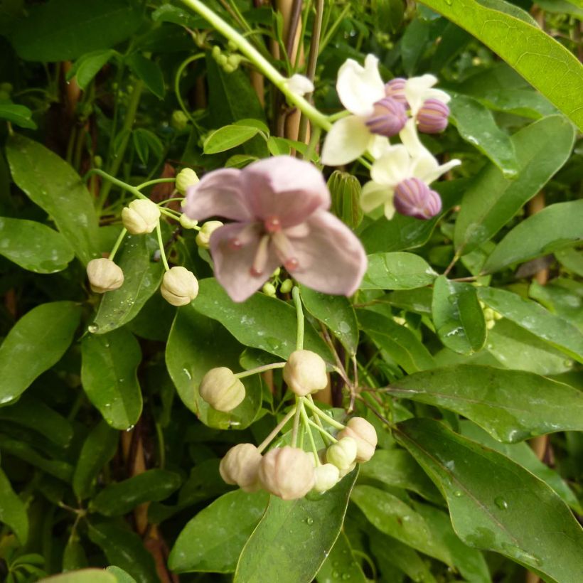 Akebia quinata Silver Bells - Schijnaugurk (Flowering)