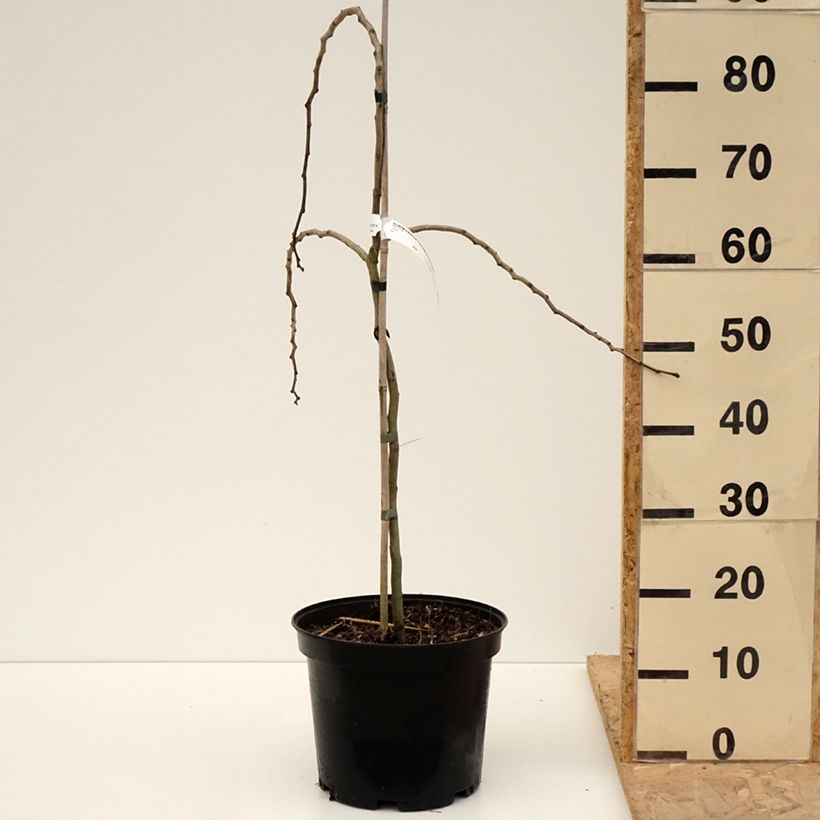 Exemplaar van Albizia julibrissin Chocolate Fountain - Perzische slaapboom Pot van 7,5 l/10 l zoals geleverd in de lente