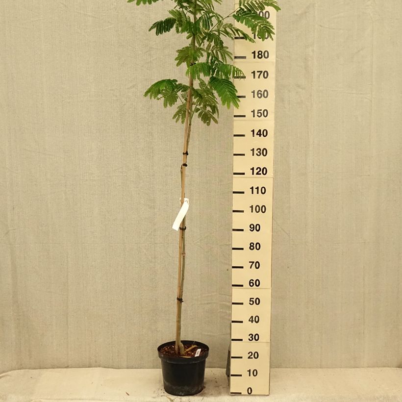 Exemplaar van Albizia julibrissin Eveys Pride - Perzische slaapboom Pot van 7,5 l/10 l zoals geleverd in de zomer