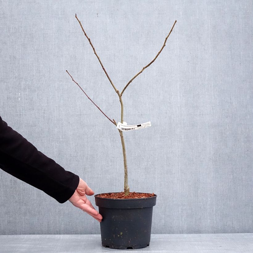 Exemplaar van Albizia julibrissin Evey's Pride - Arbre de soie Pot de 4L/5L zoals geleverd in de winter