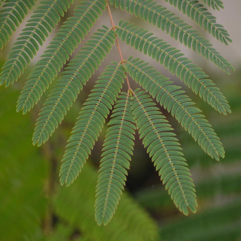 Albizia julibrissin Ombrella - Perzische slaapboom (Blad)