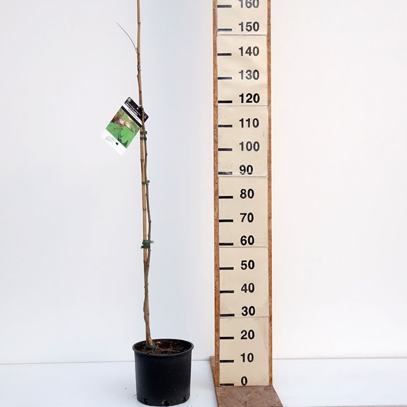 Exemplaar van Albizia julibrissin Rosea - Perzische slaapboom Pot van 7,5 l/10 l zoals geleverd in de winter