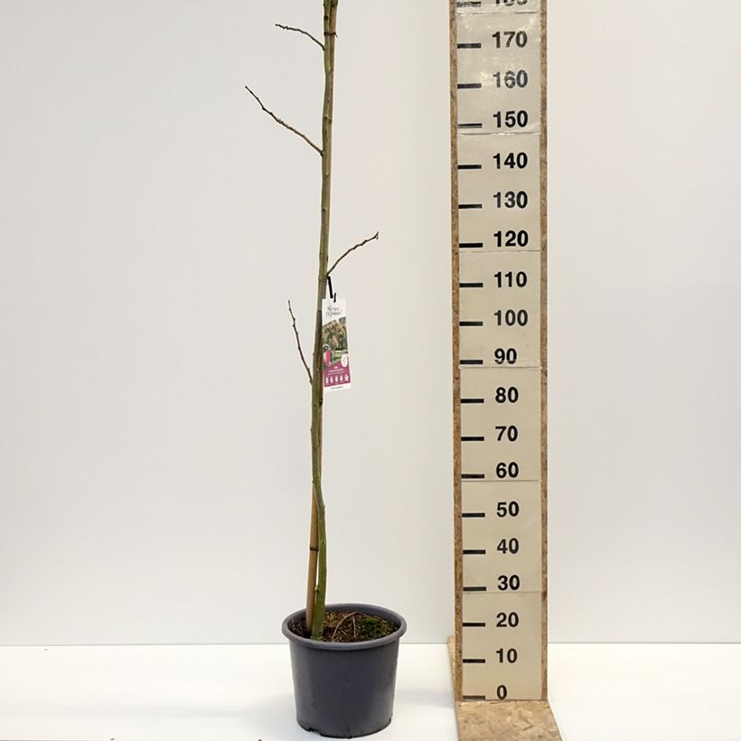Exemplaar van Albizia julibrissin - Perzische slaapboom rood Pot van 12 l/15 l, Kroonhoogte zoals geleverd in de winter