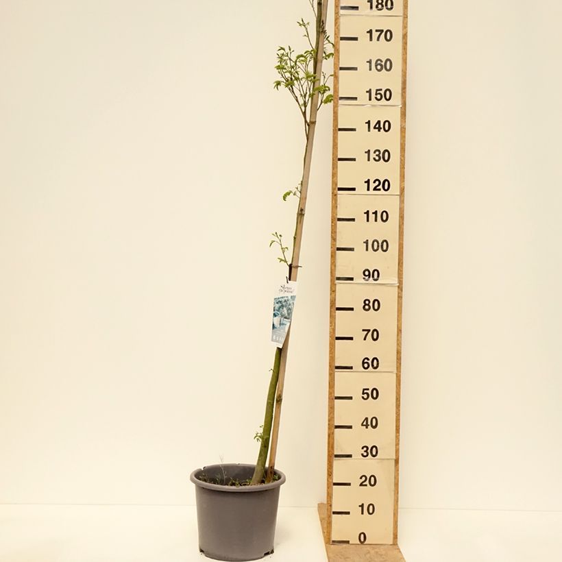 Exemplaar van Albizia julibrissin - Perzische slaapboom rood Pot van 12 l/15 l, Kroonhoogte zoals geleverd in de lente