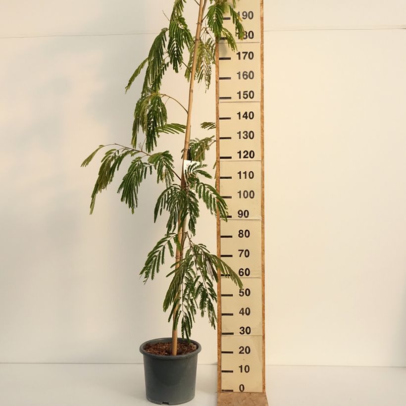Exemplaar van Albizia julibrissin - Perzische slaapboom rood Pot van 12 l/15 l, Kroonhoogte zoals geleverd in de zomer