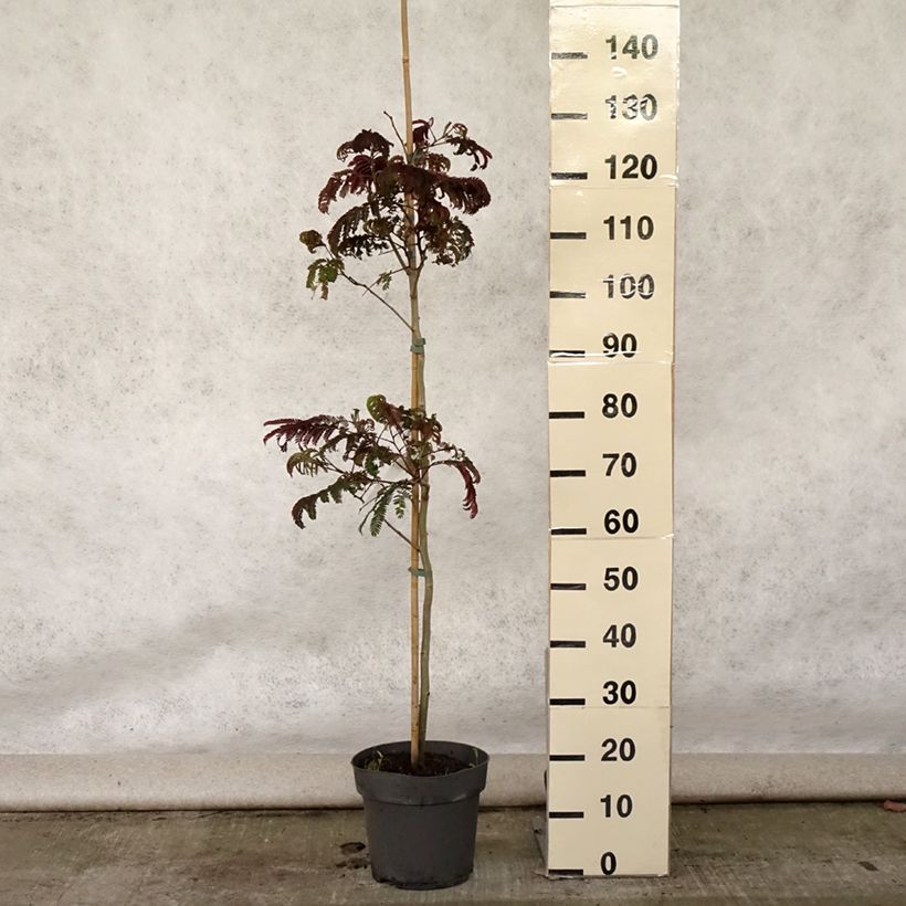 Exemplaar van Albizia julibrissin Summer Chocolate - Perzische slaapboom Pot van 7,5 l/10 l zoals geleverd in de zomer