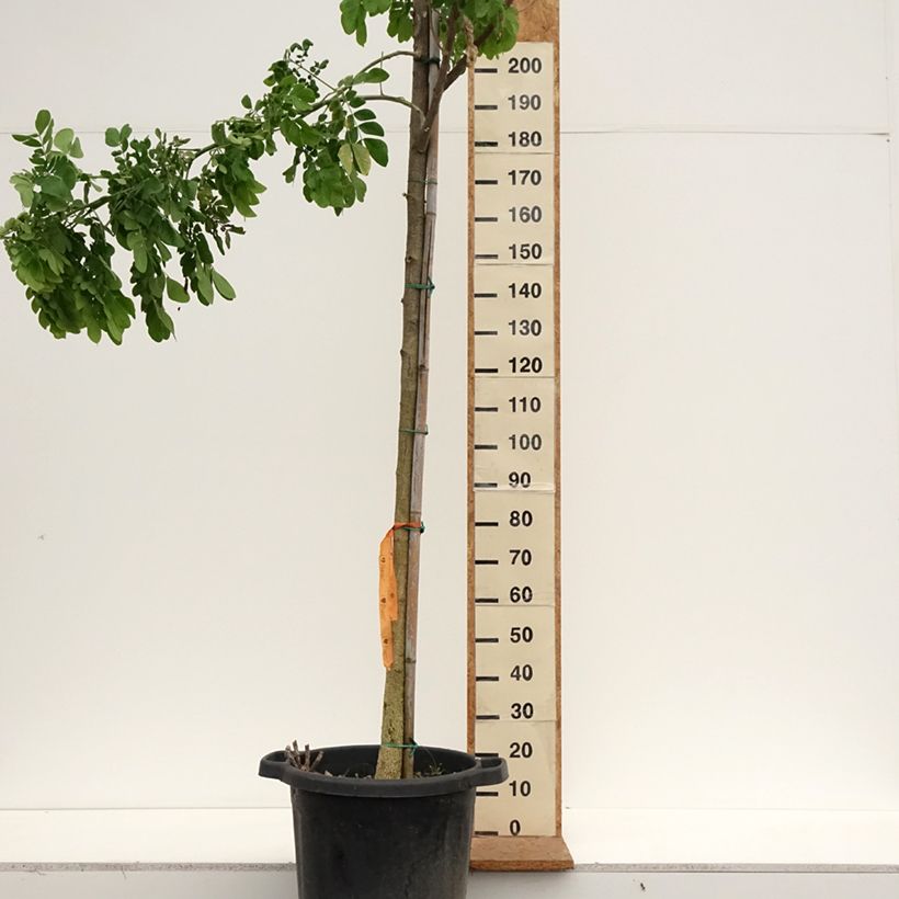 Exemplaar van Albizzia saman - Regenboom Pot van 50 l/55 l, Stengel zoals geleverd in de herfst