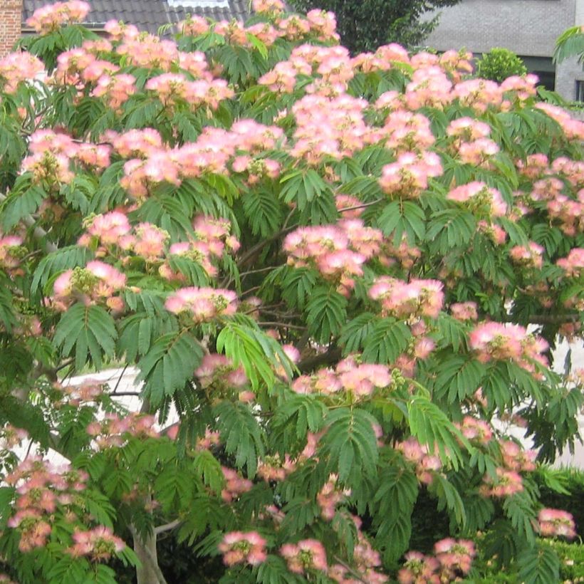 Albizia julibrissin Tropical Dream - Perzische slaapboom (Bloei)