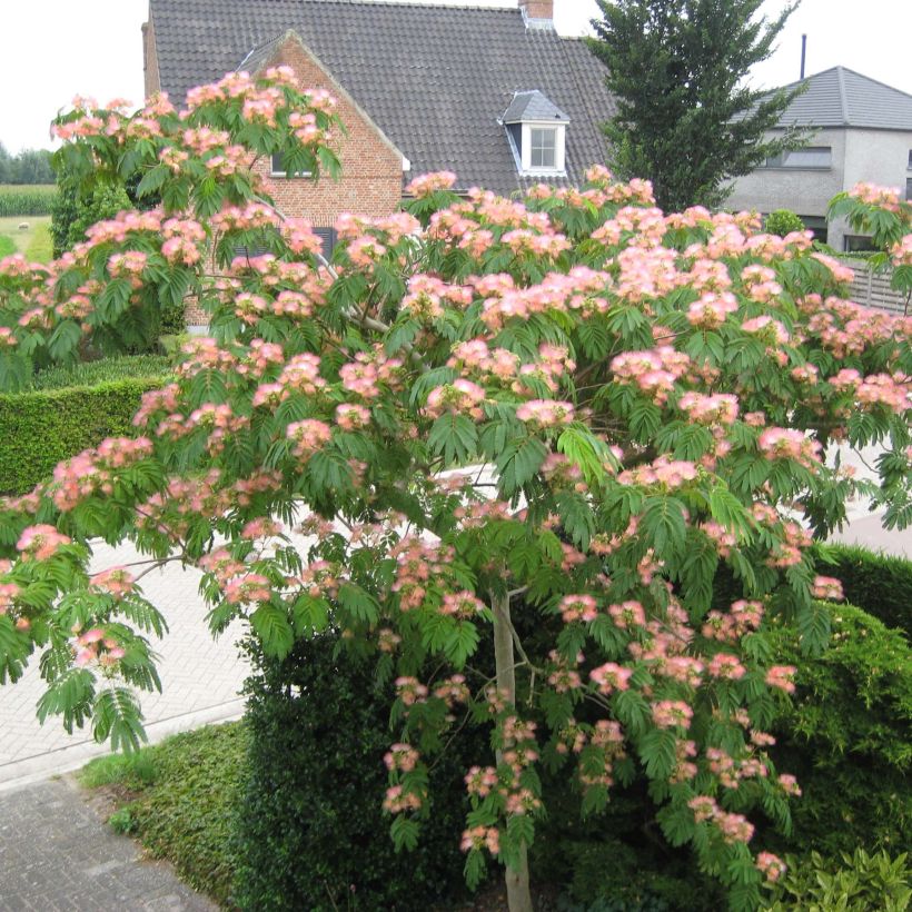 Albizia julibrissin Tropical Dream - Perzische slaapboom (Groeiplaats)
