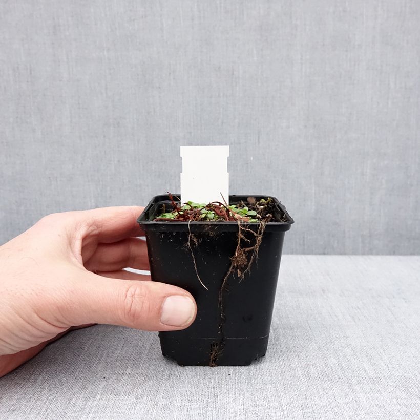 Exemplaar van Alcea ficifolia Las Vegas - Vijgbladige stokroos Kweekpotje van 8/9 cm zoals geleverd in de winter