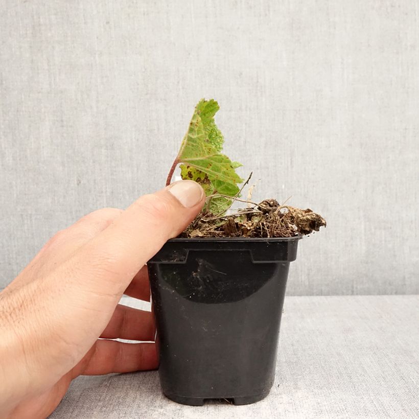 Exemplaar van Alcea ficifolia Las Vegas - Vijgbladige stokroos Kweekpotje van 8/9 cm zoals geleverd in de lente