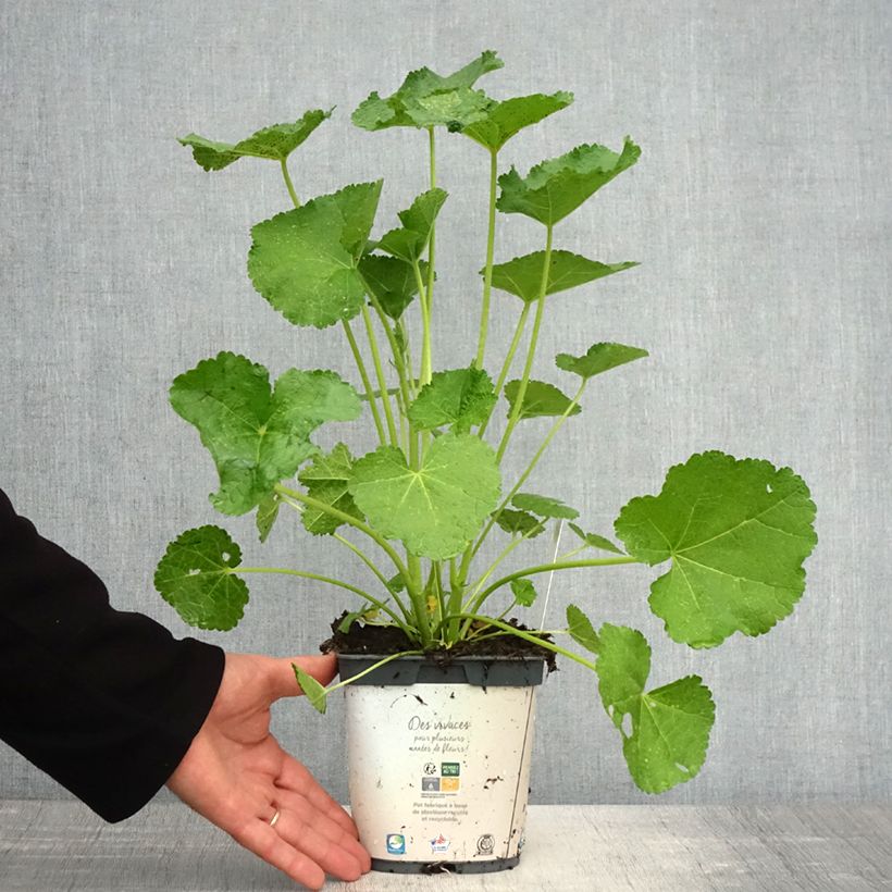 Exemplaar van Alcea rosea Spring Celebrities White - Stokroos Pot van 2 l/3 l zoals geleverd in de lente