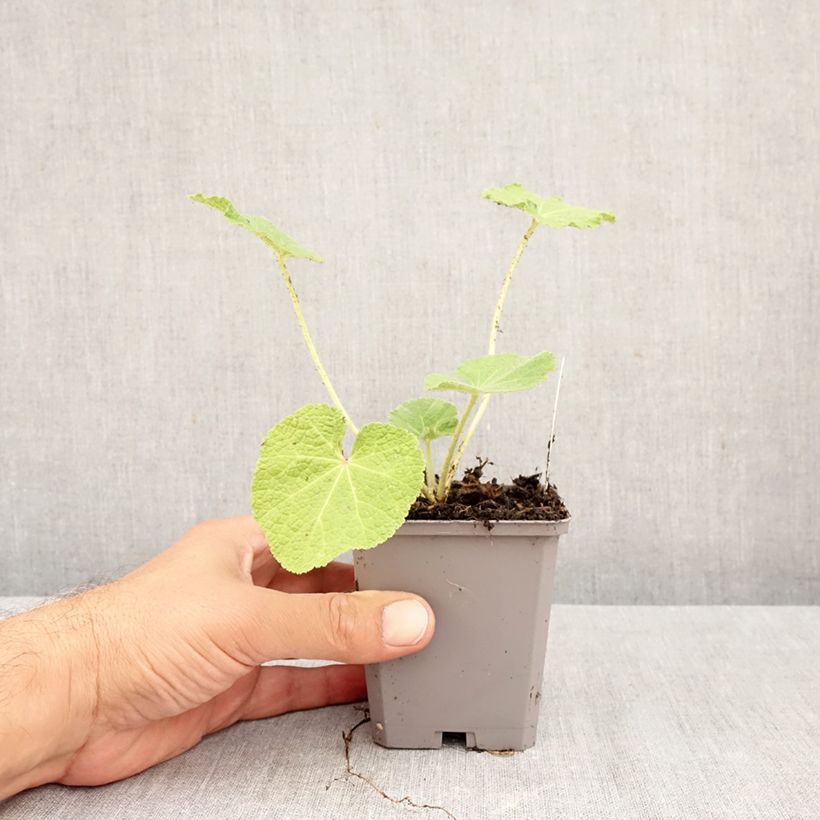 Exemplaar van Alcea rosea Simplex - Stokroos Kweekpotje van 7/8 cm zoals geleverd in de herfst