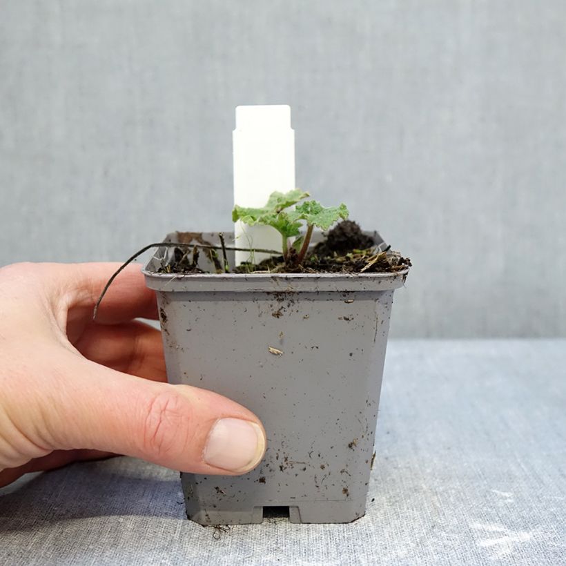 Example of Alcea rosea Simplex - Stokroos Kweekpotje van 7/8 cm as you get in hiver