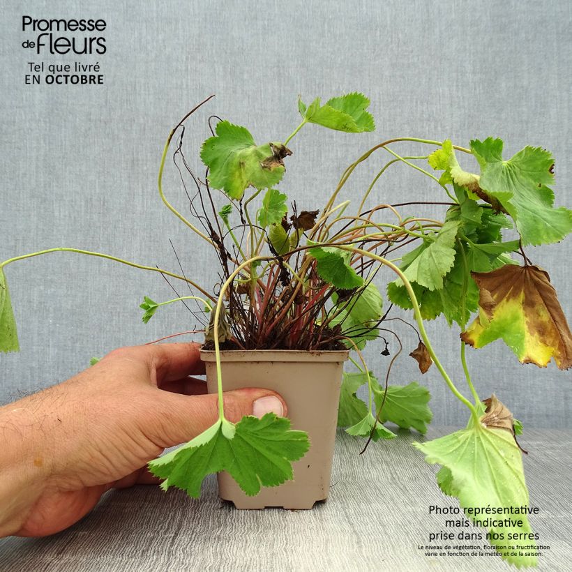 Exemplaar van Alchemilla epipsila - Vrouwenmantel Kweekpotje van 8/9 cm zoals geleverd in de herfst