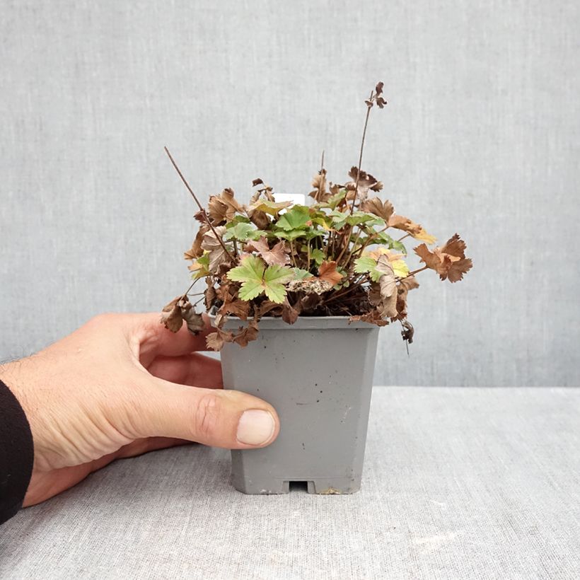 Exemplaar van Alchemilla erythropoda - Vrouwenmantel Kweekpotje van 8/9 cm zoals geleverd in de herfst
