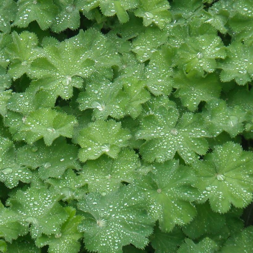 Alchemilla mollis - Vrouwenmantel (Blad)