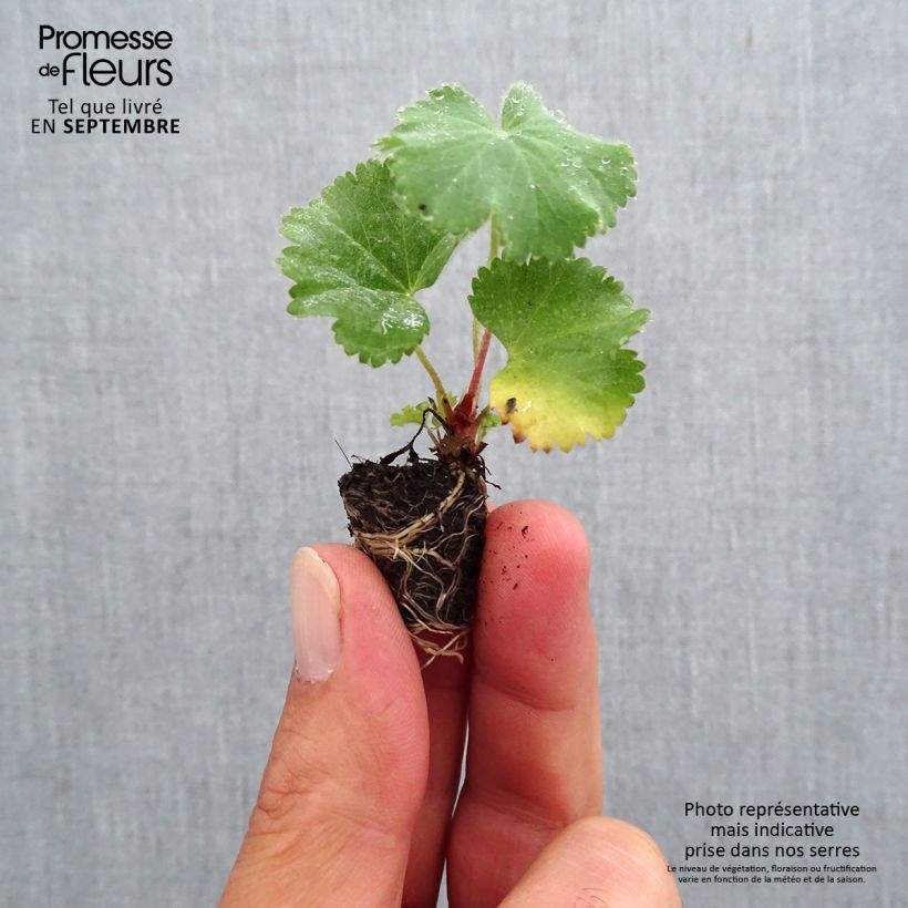 Exemplaar van Alchemilla mollis - Vrouwenmantel Mini-mot Ø 1,5/2,5 cm zoals geleverd in de herfst