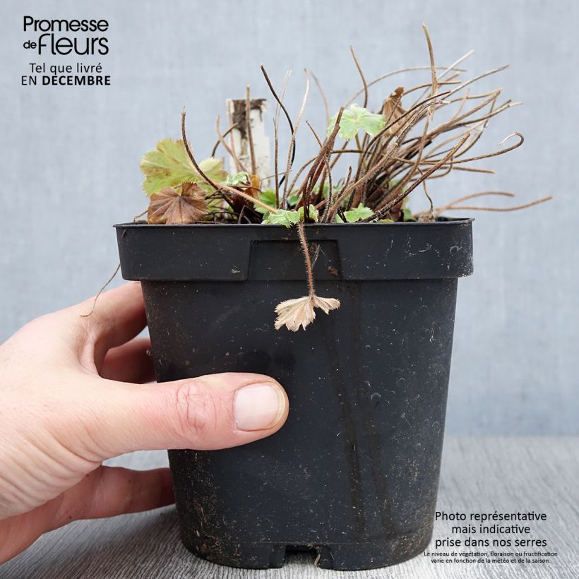 Exemplaar van Alchemilla mollis - Vrouwenmantel Pot van 2 l/3 l zoals geleverd in de herfst