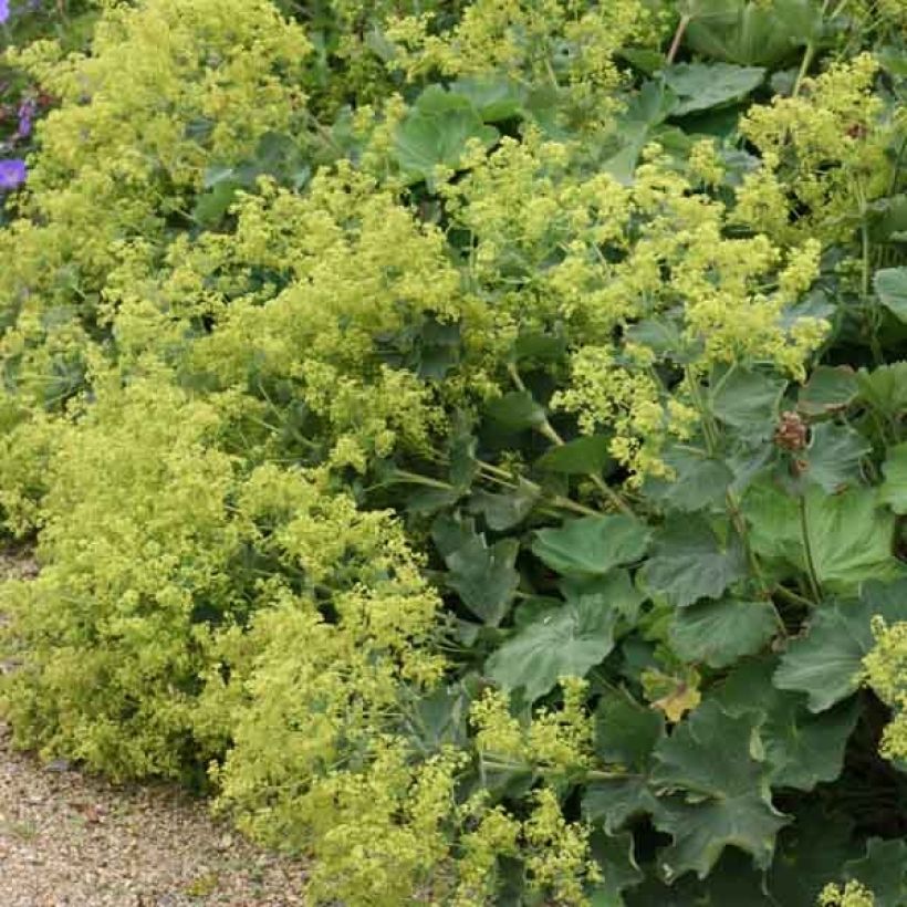 Alchemilla mollis - Vrouwenmantel (Groeiplaats)
