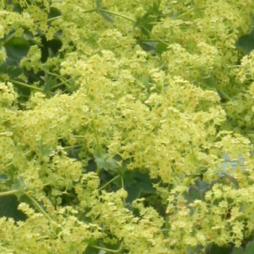 Alchemilla mollis - Vrouwenmantel (Bloei)