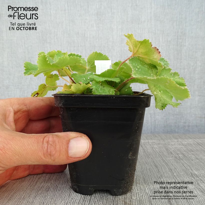 Exemplaar van Alchemilla mollis Thriller - Vrouwenmantel Kweekpotje van 8/9 cm zoals geleverd in de herfst
