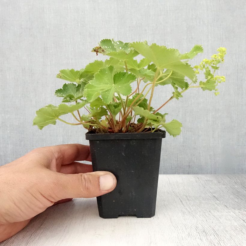 Exemplaar van Alchemilla mollis Thriller - Vrouwenmantel Kweekpotje van 8/9 cm zoals geleverd in de zomer