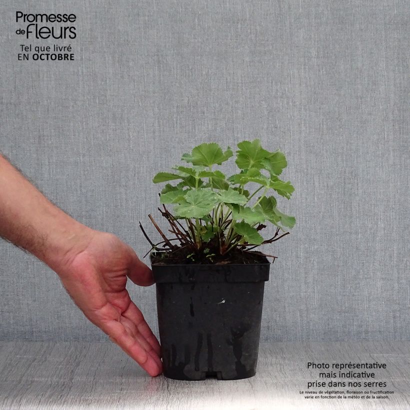 Exemplaar van Alchemilla mollis Thriller - Vrouwenmantel Pot van 2 l/3 l zoals geleverd in de herfst