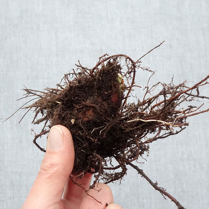 Exemplaar van Alchemilla mollis Thriller - Vrouwenmantel Naakte wortel zoals geleverd in de winter