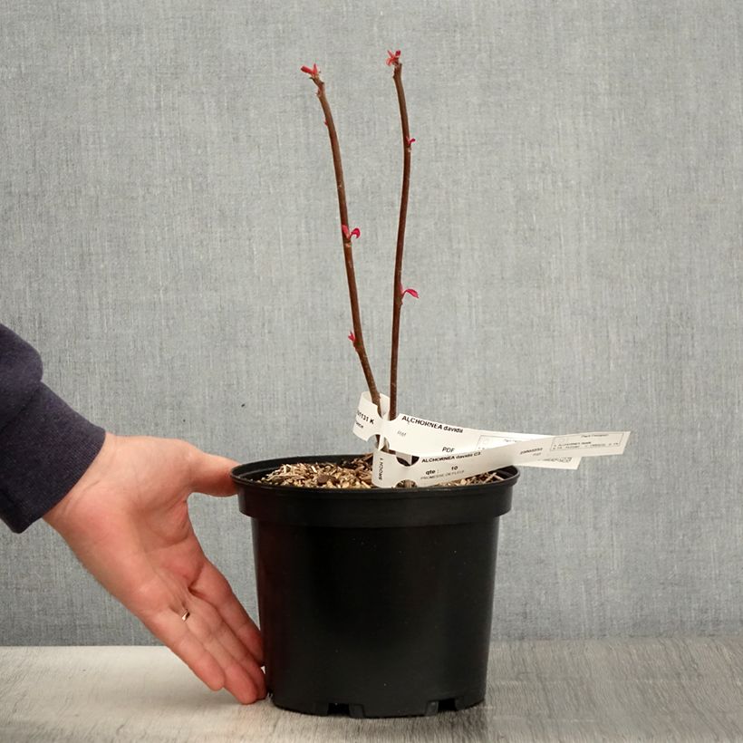 Exemplaar van Alchornea davidii Pot van 3 l/4 l zoals geleverd in de lente