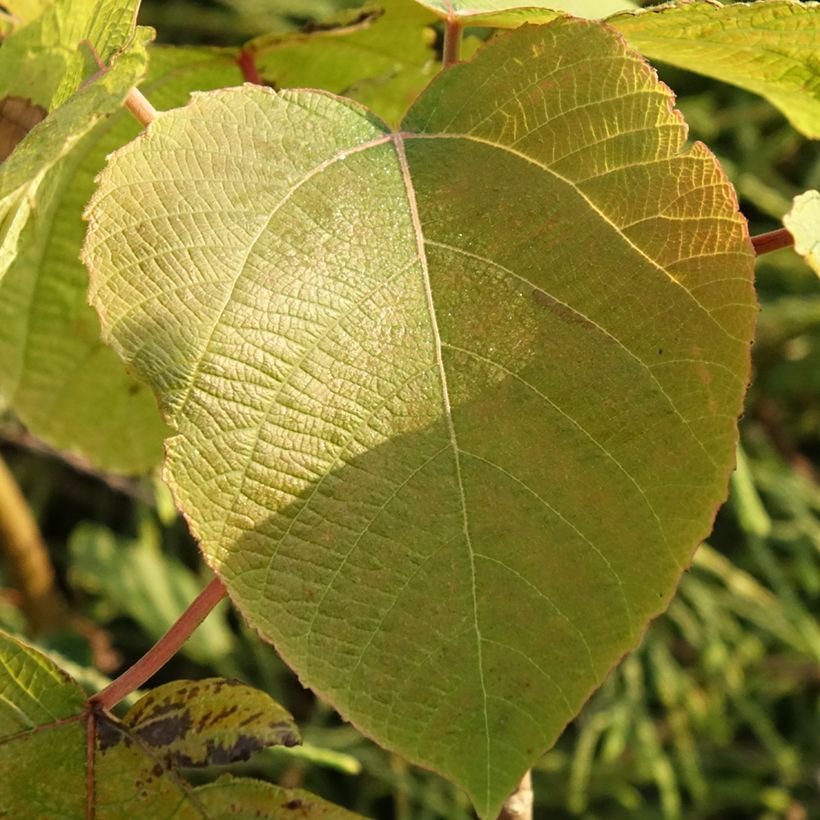Alchornea davidii (Blad)