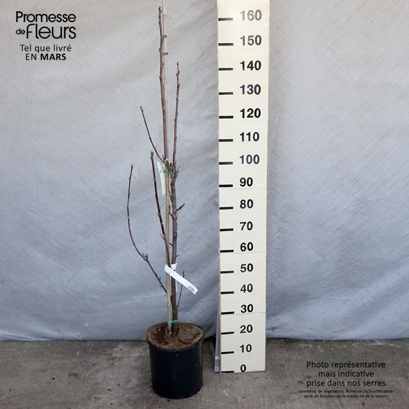 Example of Sorbus aria Lutescens - Meelbes Pot van 12 l/15 l, Stengel as you get in printemps
