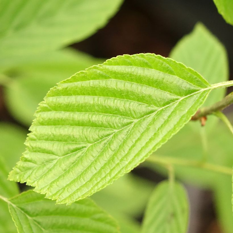 Sorbus alnifolia Red Bird - Elsbladige lijsterbes (Blad)
