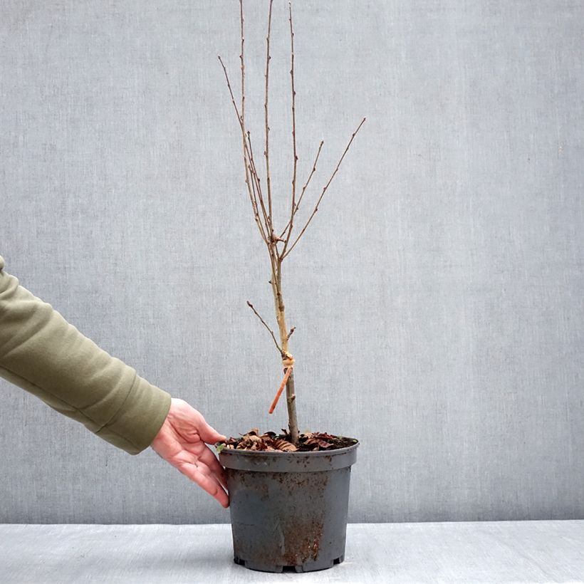 Example of Sorbus alnifolia Red Bird - Elsbladige lijsterbes Pot van 4 l/5 l as you get in hiver