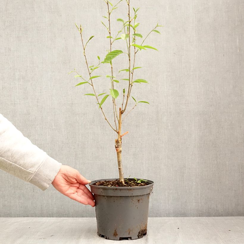Exemplaar van Sorbus alnifolia Red Bird - Elsbladige lijsterbes Pot van 4 l/5 l zoals geleverd in de lente
