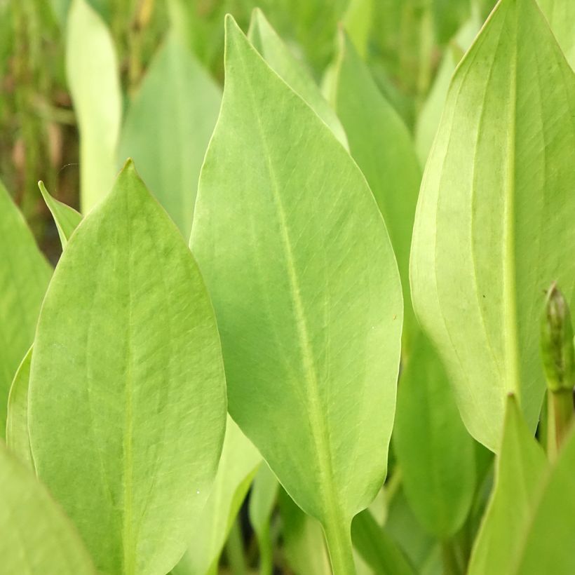 Alisma lanceolatum - Slanke waterweegbree (Blad)
