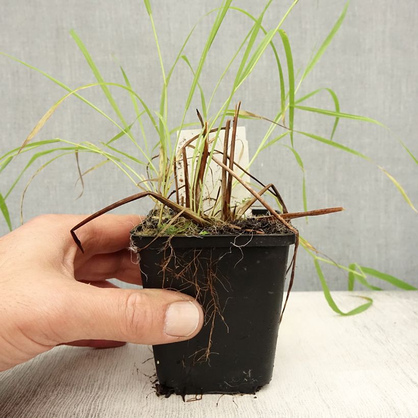 Exemplaar van Alisma lanceolatum - Plantain d'eau à feuilles lancéolées Godet de 8/9 cm zoals geleverd in de herfst