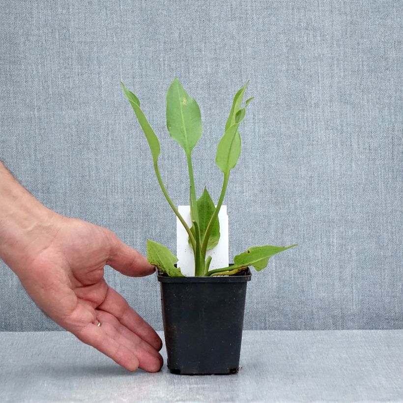 Exemplaar van Alisma lanceolatum - Slanke waterweegbree Kweekpotje van 8/9 cm zoals geleverd in de zomer