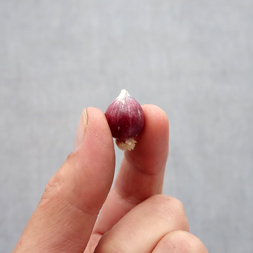 Exemplaar van Allium amplectens Graceful Bol kaliber 5+ zoals geleverd in de herfst