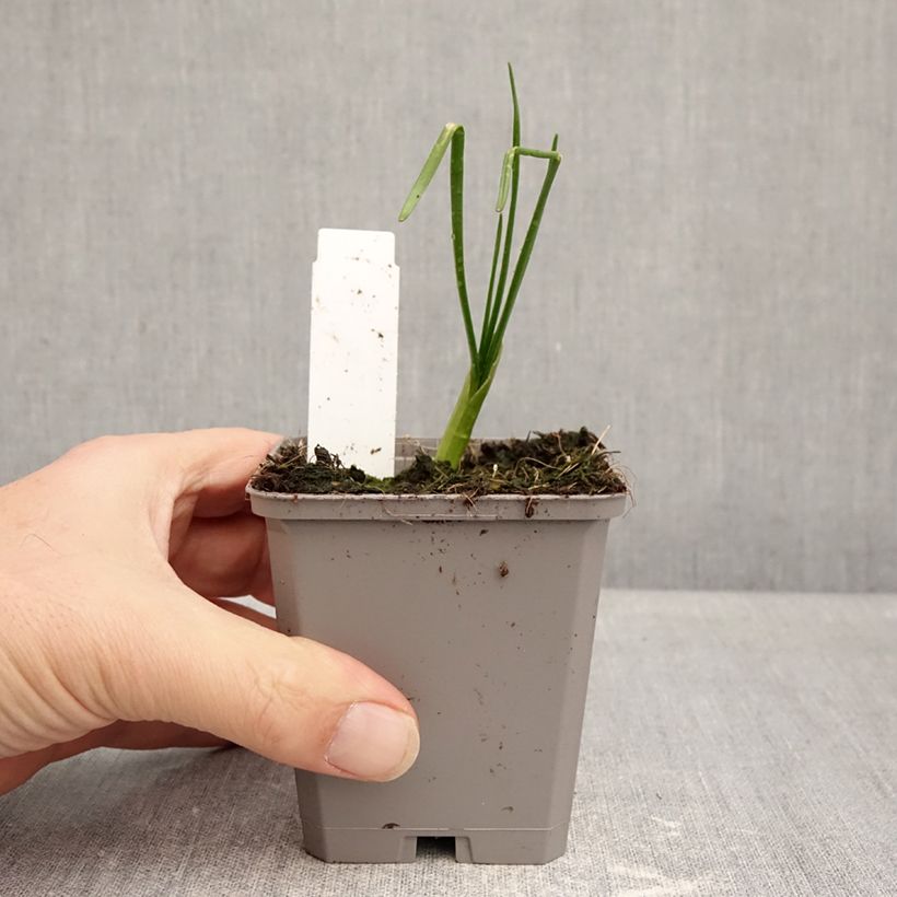 Exemplaar van Allium amplectens Graceful Kweekpotje van 8/9 cm kaliber 4+ zoals geleverd in de winter