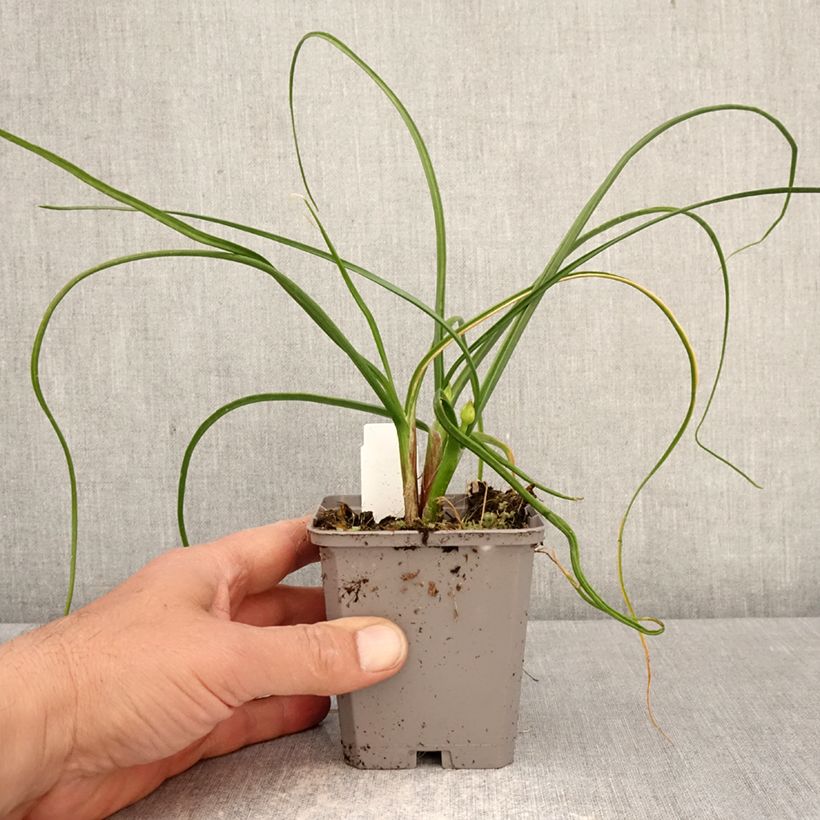 Exemplaar van Allium amplectens Graceful Kweekpotje van 8/9 cm kaliber 4+ zoals geleverd in de lente