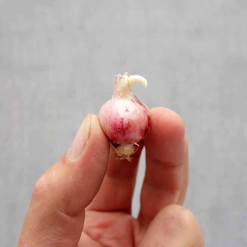 Exemplaar van Allium carolinianum Rosy Dream - Sierui Bol kaliber 6+ zoals geleverd in de herfst