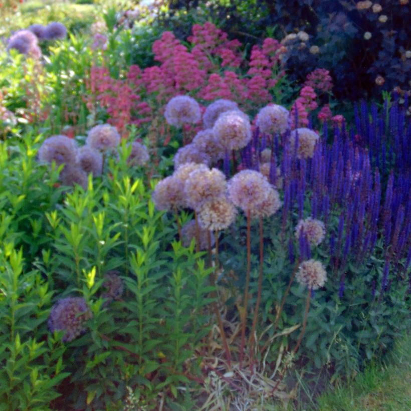 Allium Globemaster - Sierui (Groeiplaats)