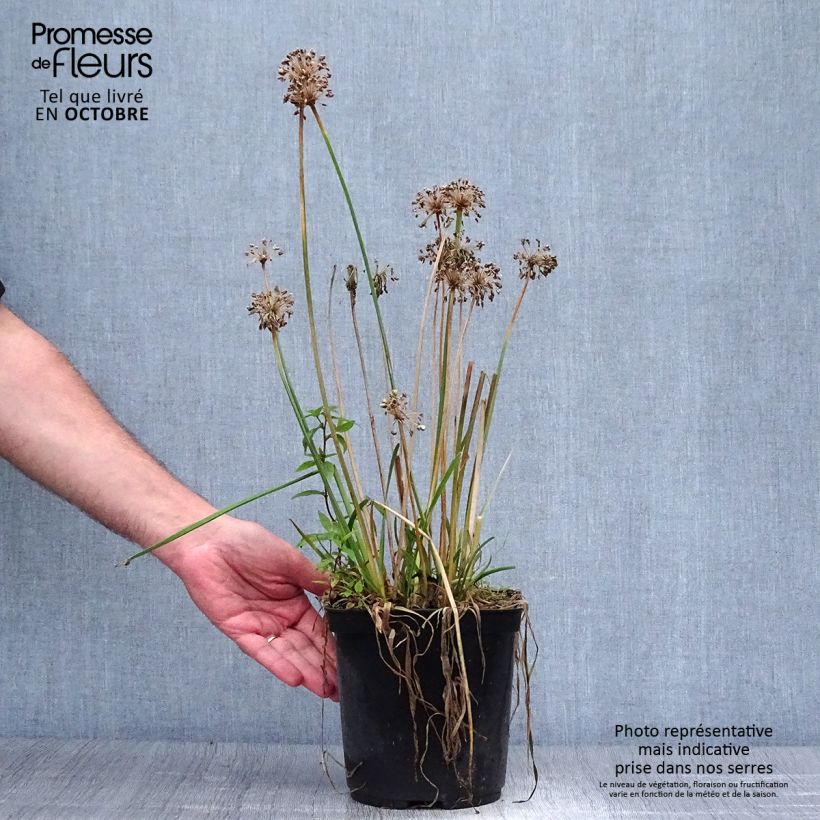Exemplaar van Allium Millenium - Sierui Pot van 2 l/3 l zoals geleverd in de herfst