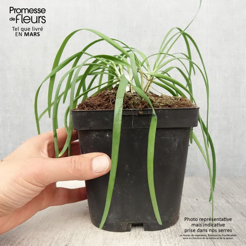 Exemplaar van Allium tuberosum Cliffs of Dover - Chinese bieslook Kweekpotje van 8/9 cm zoals geleverd in de lente